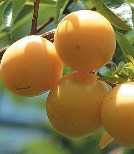 Japonská slivka  SHIRO